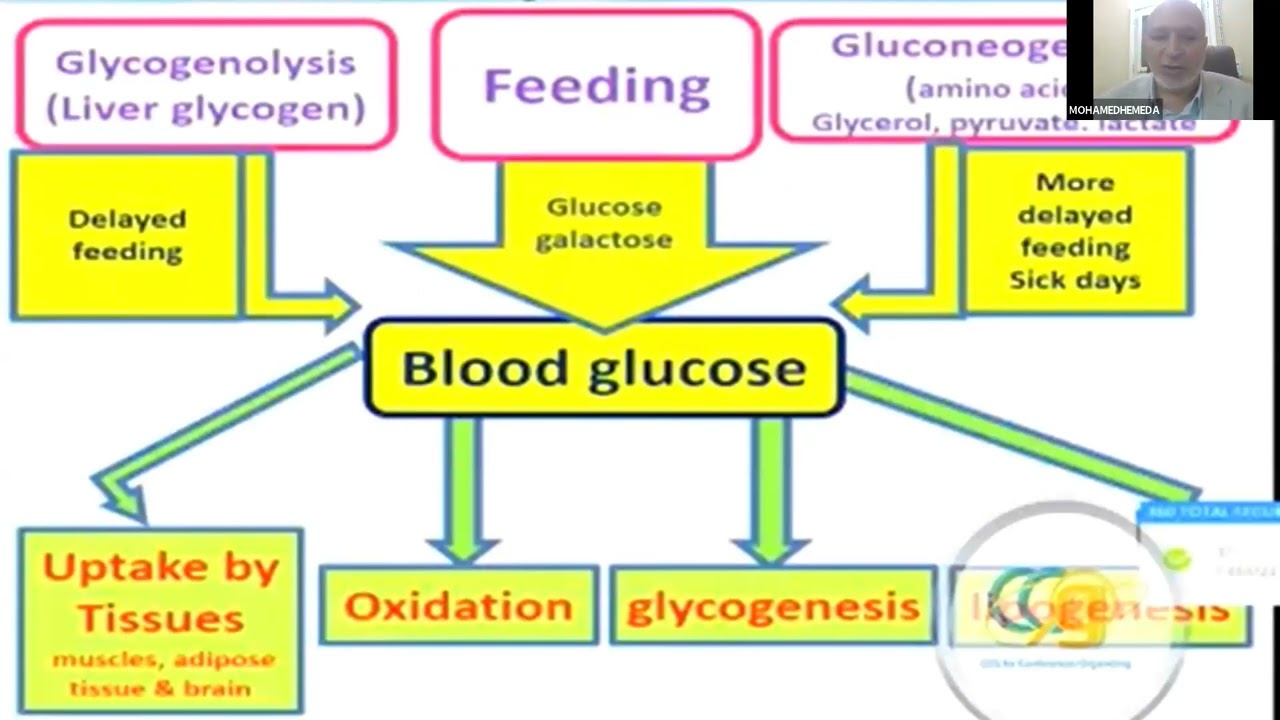 LECTURE 16  Chapter 113 Hypoglycemia