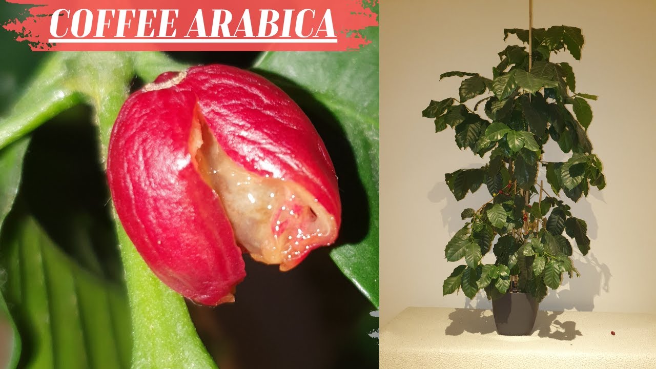 Coffee arabica plant care, Tips for coffee tree at home indoors in pot. Coffee beans harvest at home