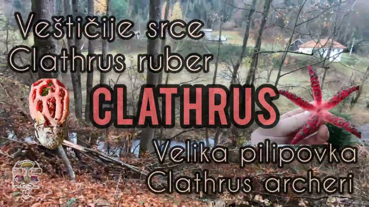 Veštičije srce i Velika polipovka. Clathrus ruber i Clathrus archeri 
