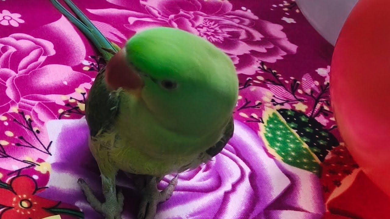 quti parrot family  is live🦜