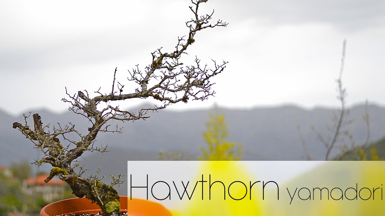 Beautiful hawthorn (Crataegus monogyna) yamadori lifted from the garden - Arkefthos Bonsai