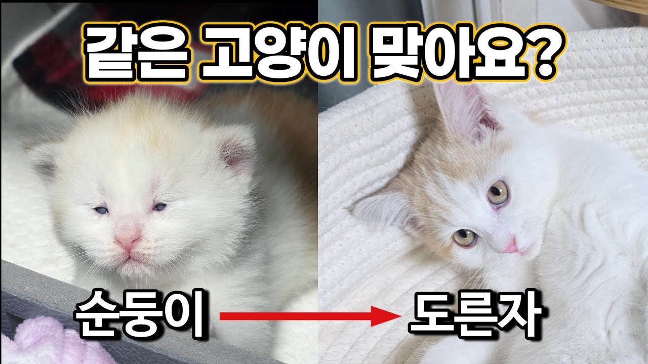 순둥이 → 도른자 진화 완료🔥밤이 100일의 기록! 아니 왜 더 미쳐가…?🤨 #고양이 #고양이영상 #길냥이구조 #cat #kitten #밤이 #양갱이 #밤양갱 #도른자 #아기고양이