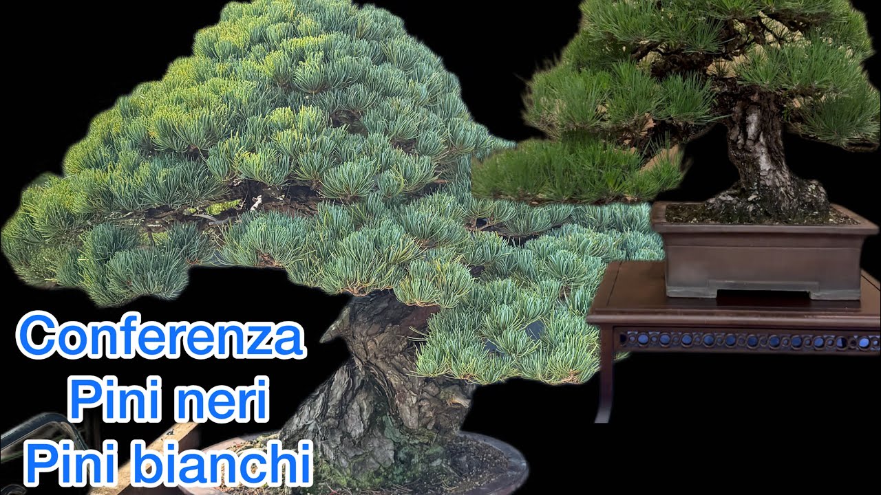 Conferenza su Pini Neri e Pini Bianchi