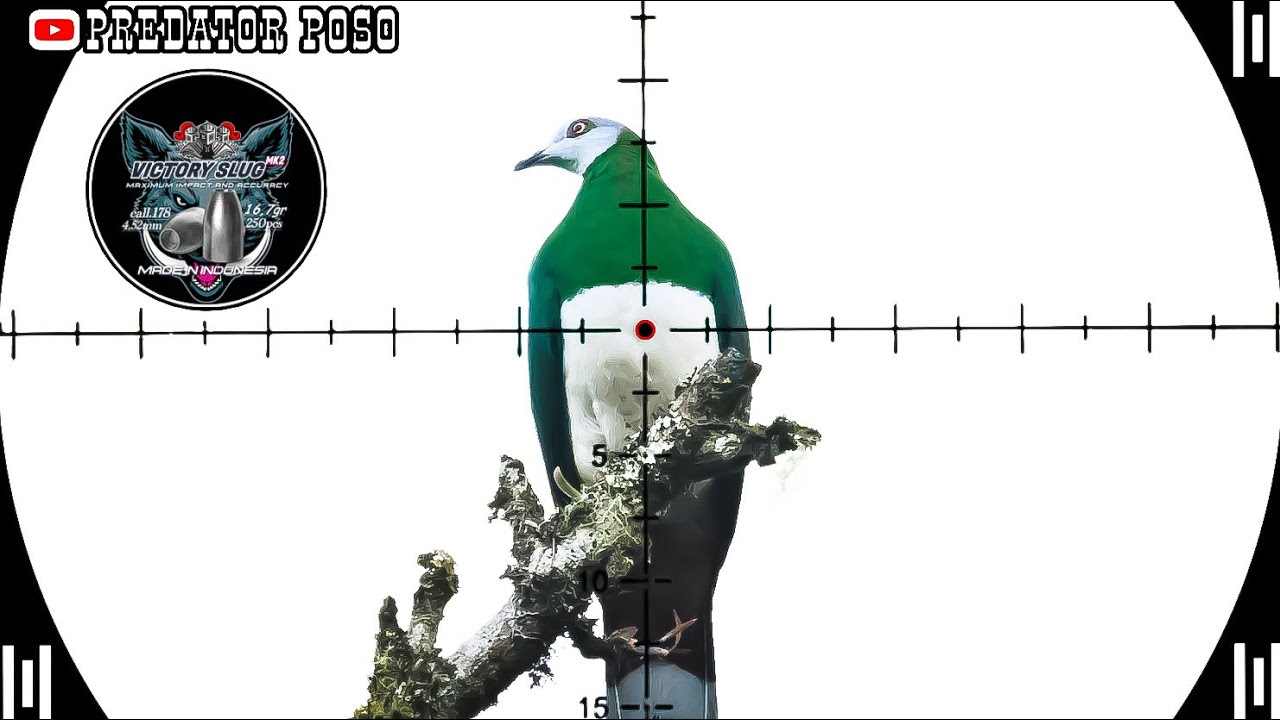 SPOT POHON KERING TIDAK ADA HABISNYA / BERBURU BURUNG PERGAM JUMBO