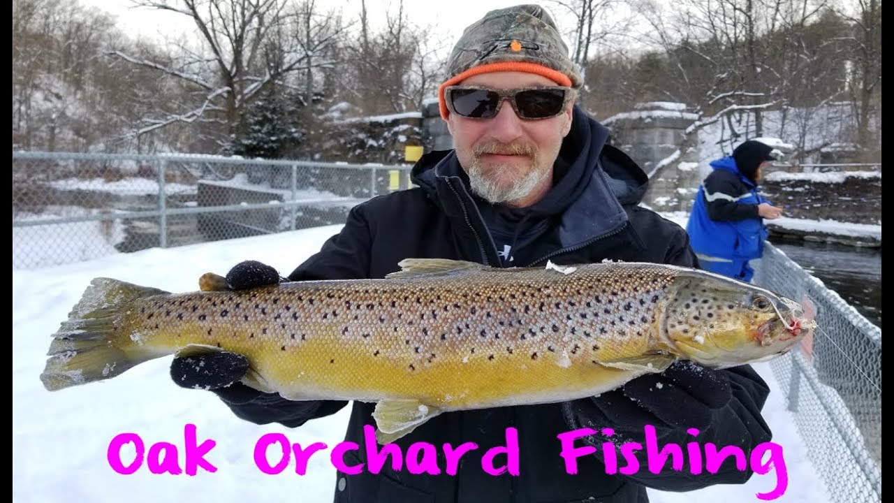 Oak Orchard Steelhead and Trout Fishing