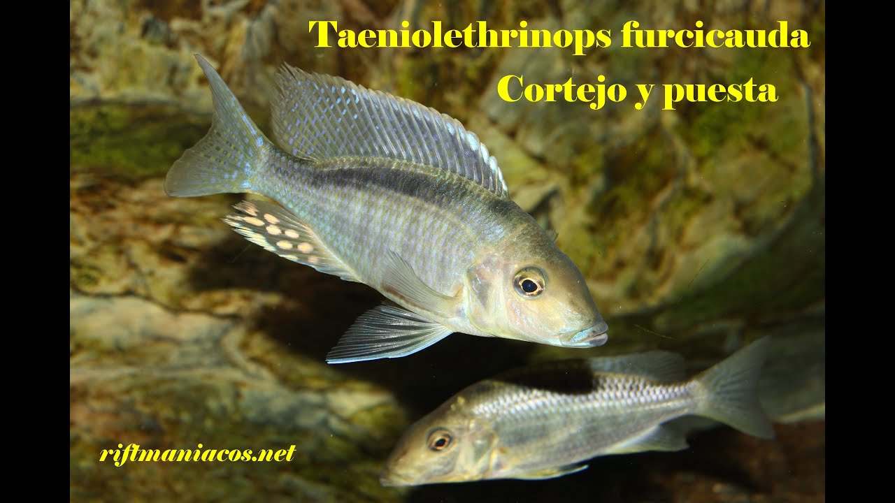 Riftmaniacos.net (Cortejo de Taeniolethrinops furcicauda)