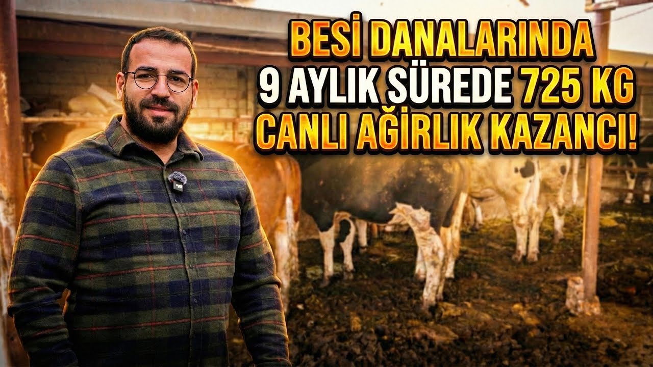 Besi Danalarında 9 Aylık Sürede 725 kg Canlı Ağırlık Kazancı