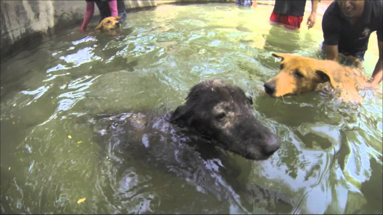 Swimming with dogs / Animal Aid Unlimited