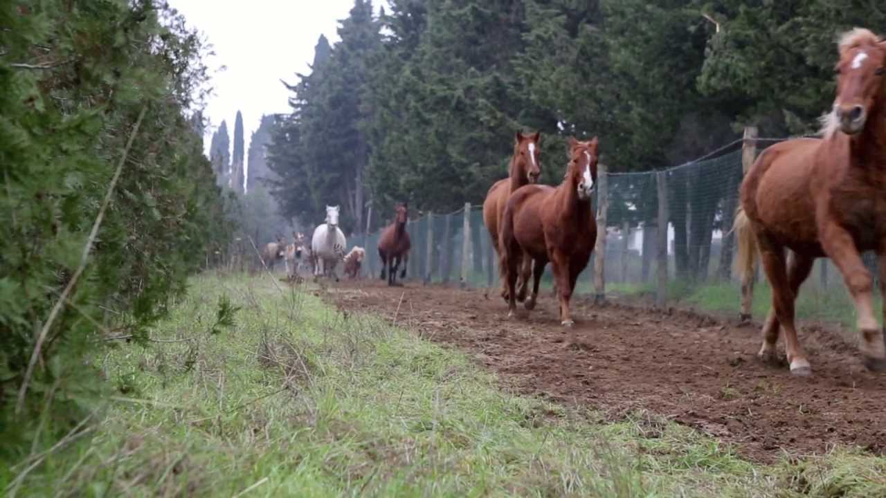 Costruiamo la nuova Ippoasi - Trailer