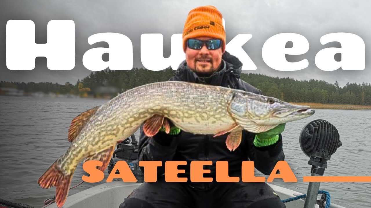 Haukea sateella [ Hauen kalastusta syksyllä merellä ]
