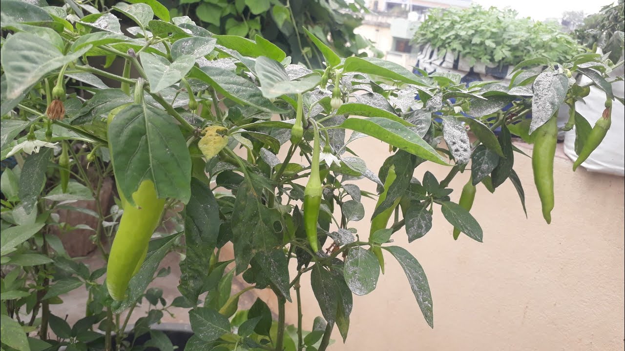 sunandhini garden all tips. harvesting vegetables👍