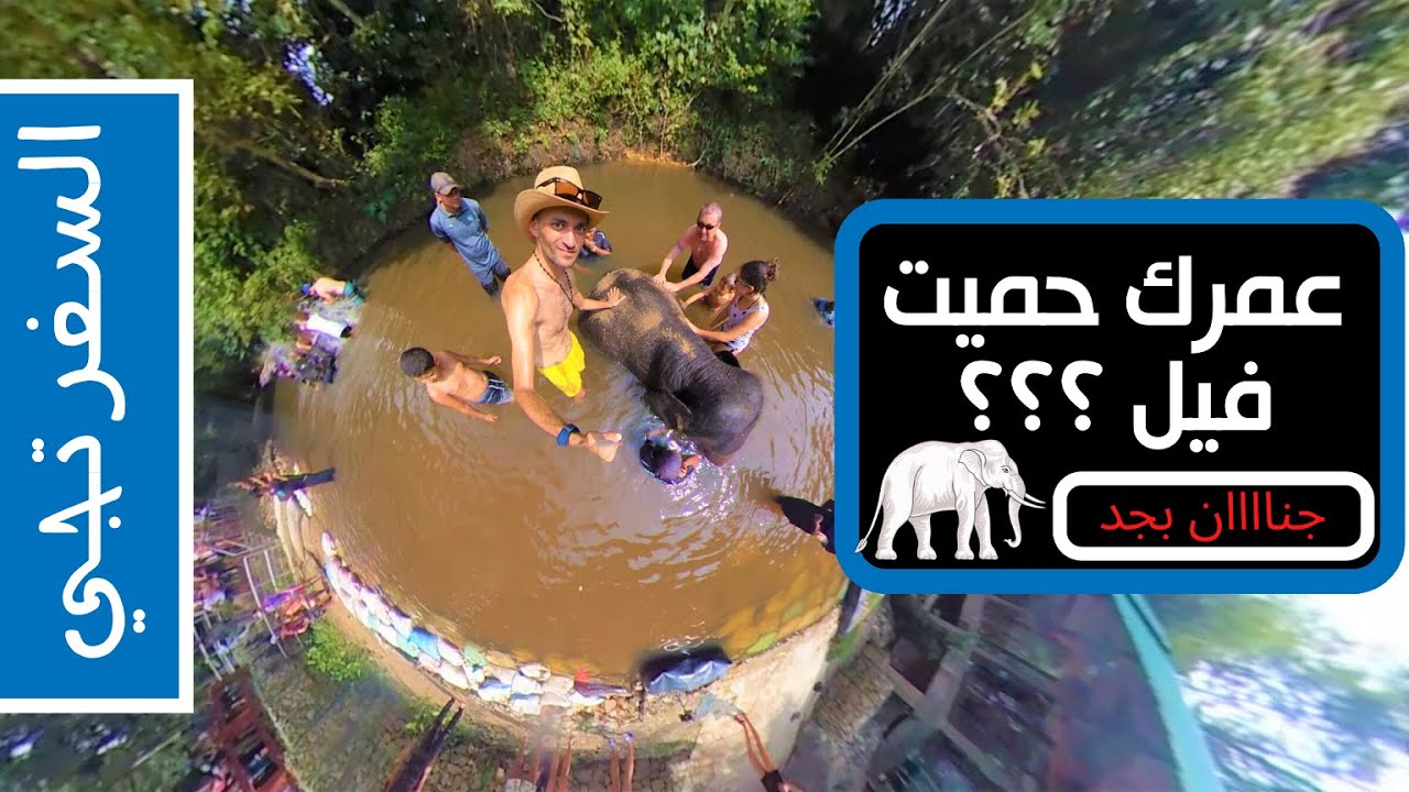 عمرك حميت فيل ؟ اتفرج على محمية الفيلة في ماليزيا Kuala Gandah Elephant Sanctuary