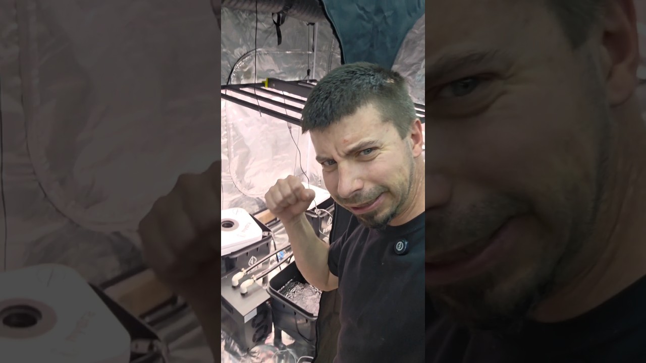 Сегодня RDWC займется посадкой растений.