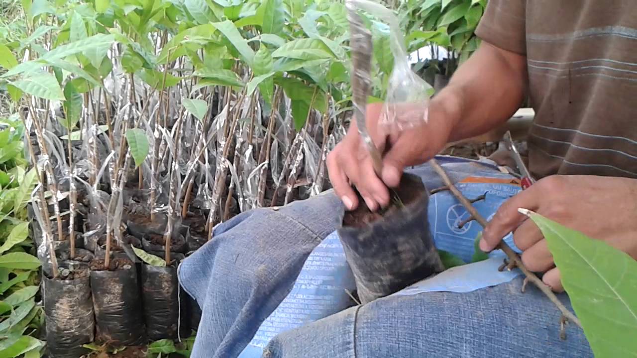 INJERTO DE PUA EN VIVERO DE 6 MESES DE CACAO NACIONAL
