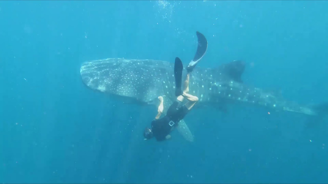 Kaimana et les Requins Baleine