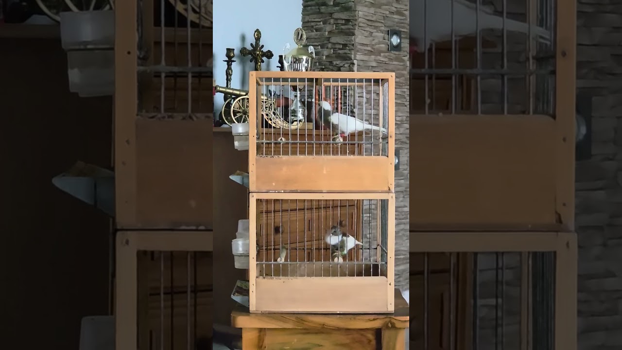 Slavujary 🐦🐦