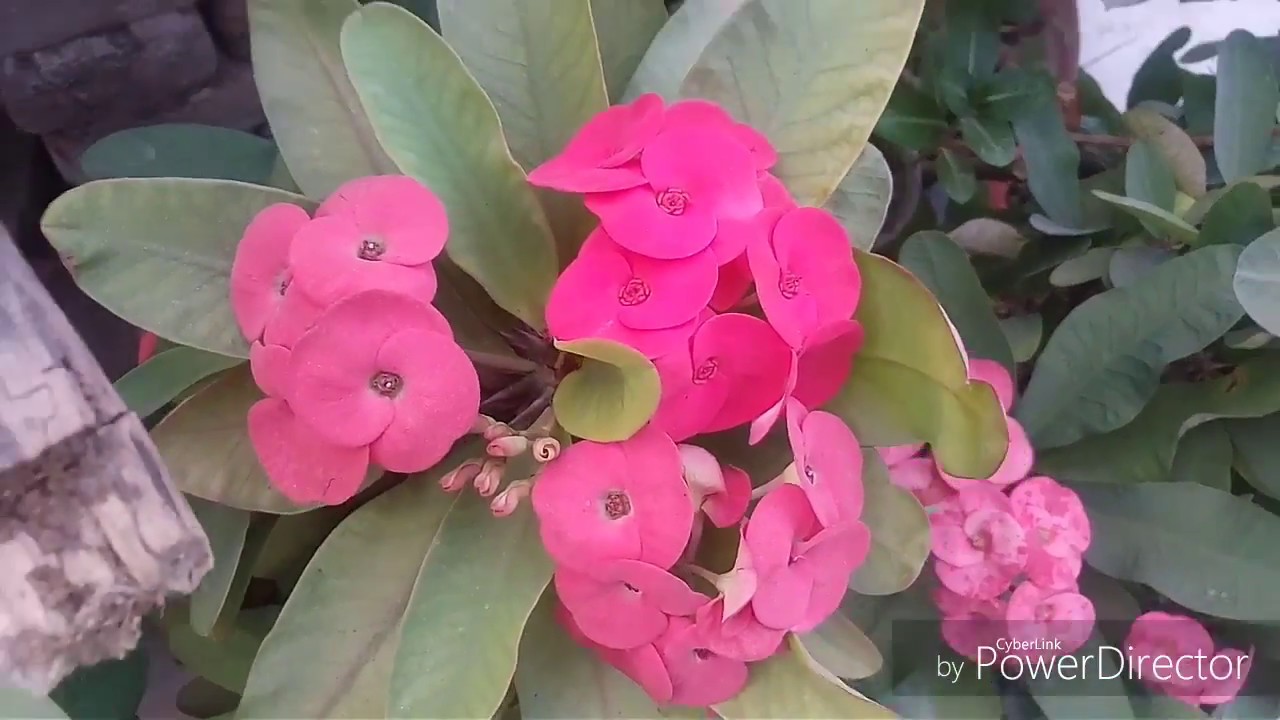 No_154 Care tips for Euphorbia milii/ Crown of throne/winter flower plant (Hindi/ Urdu