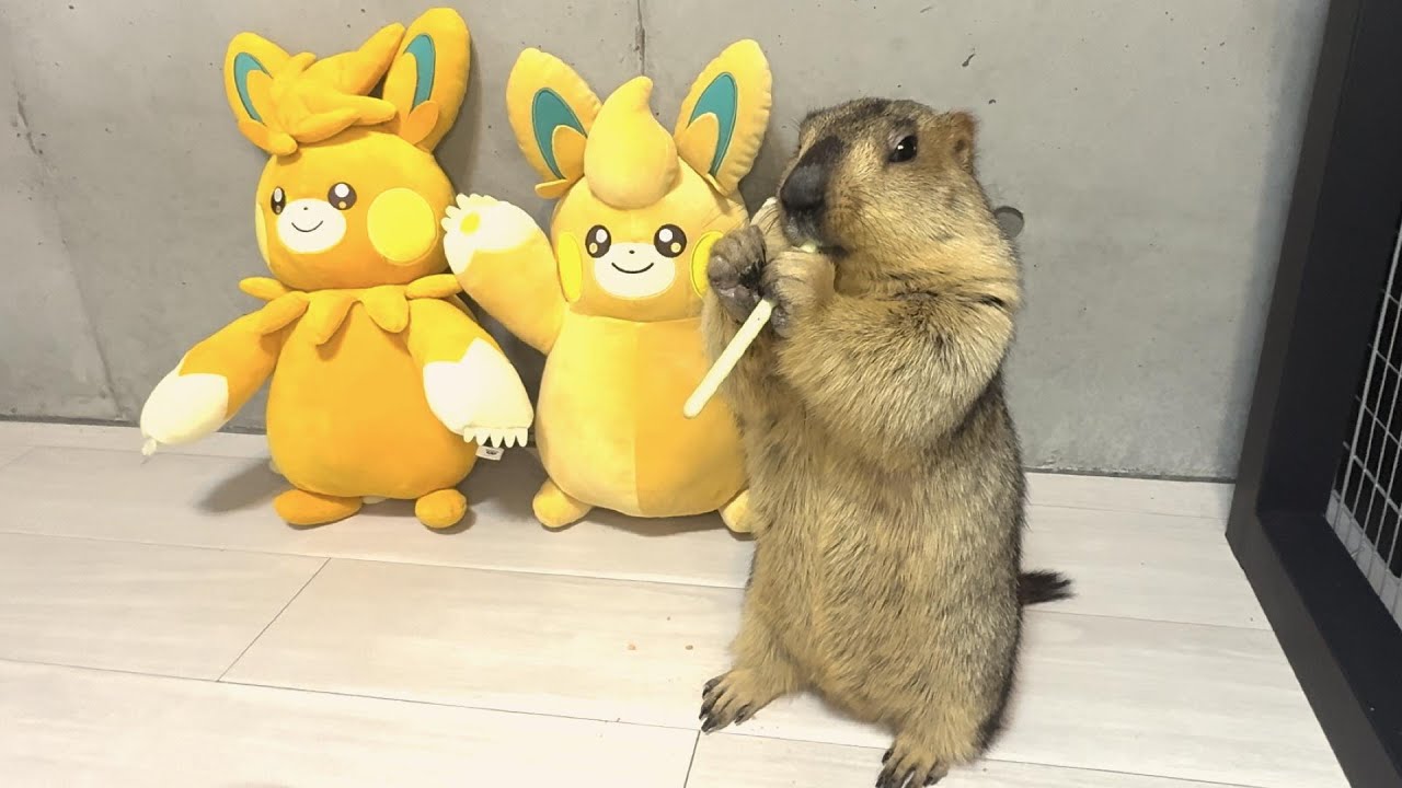 I gave stick-shaped food to the marmot 