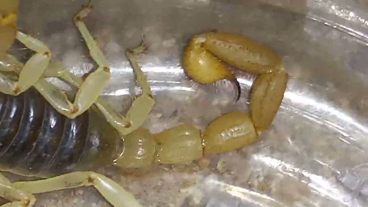 Monster size Giant desert hairy Scorpions