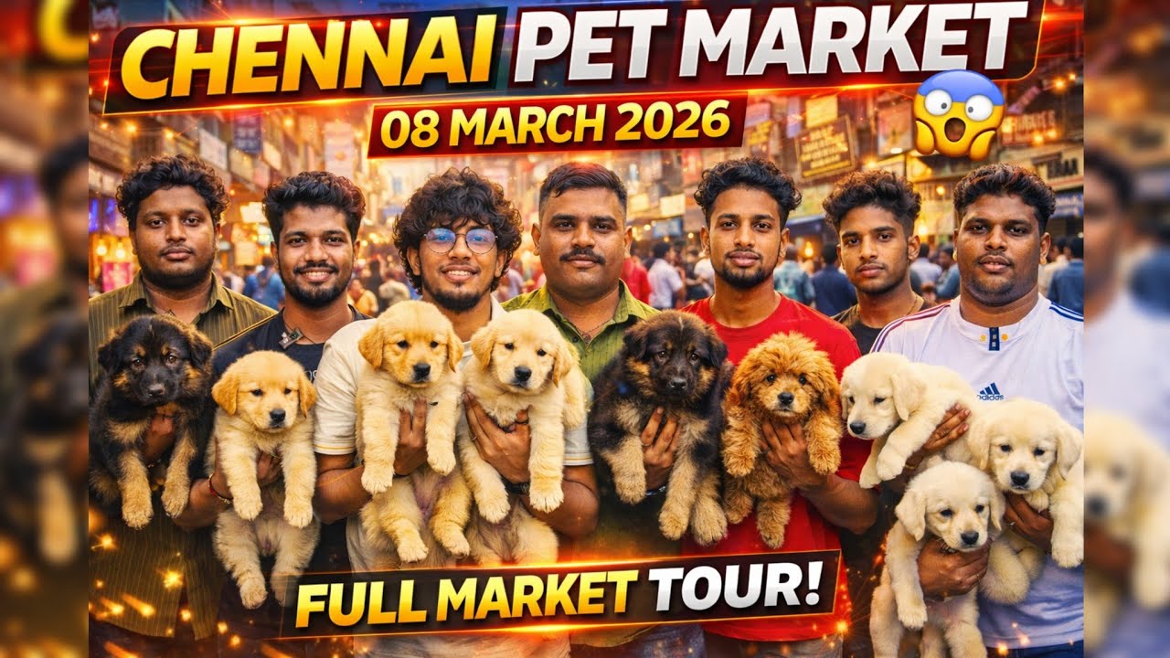 Chennai Broadway Pet Market Full Tour 2026 🐶 Birds, Fish, Pets & Prices | Tech Spyder