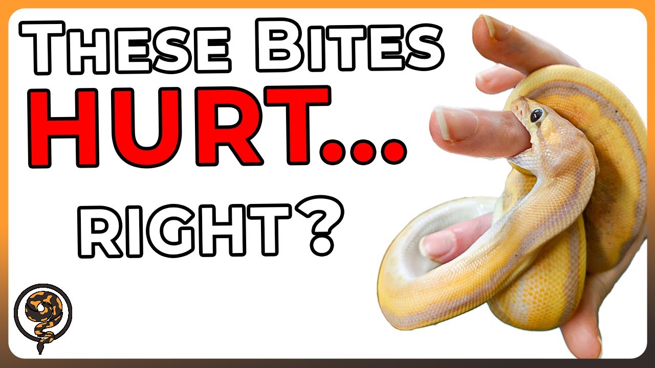 Ball Python Bites: Seek Medical Care Immediately... Right?