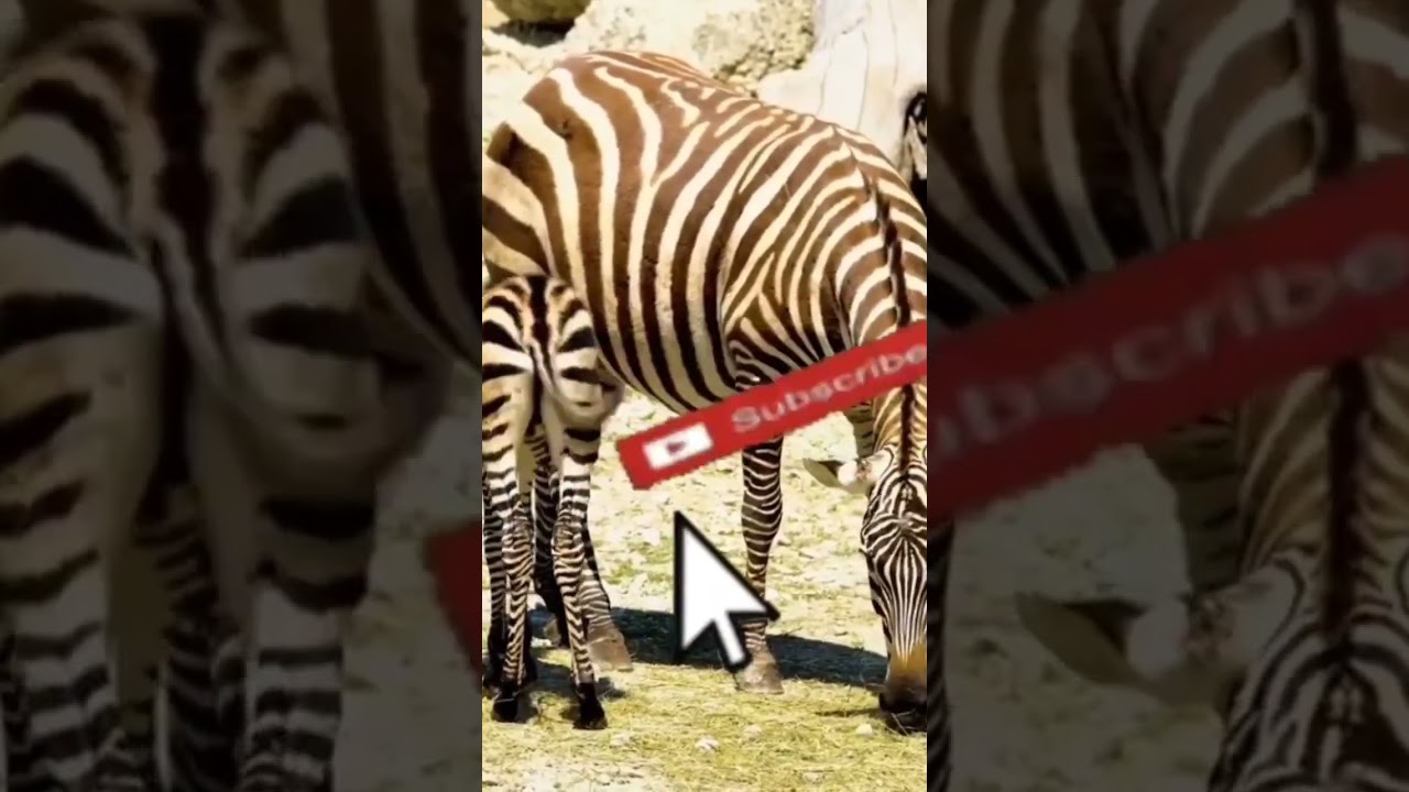Reverse Animal Sounds 😂🎧