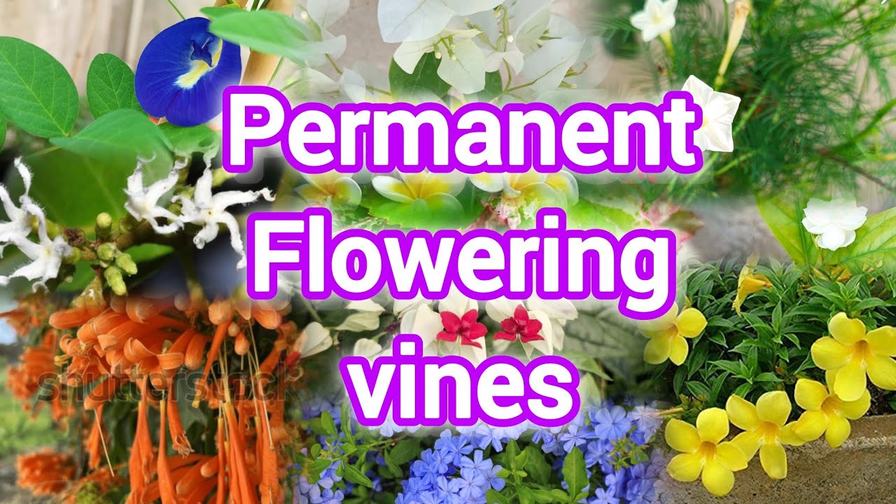 Flowering vines | Summer Flowering vines| Permanent flowering plants 