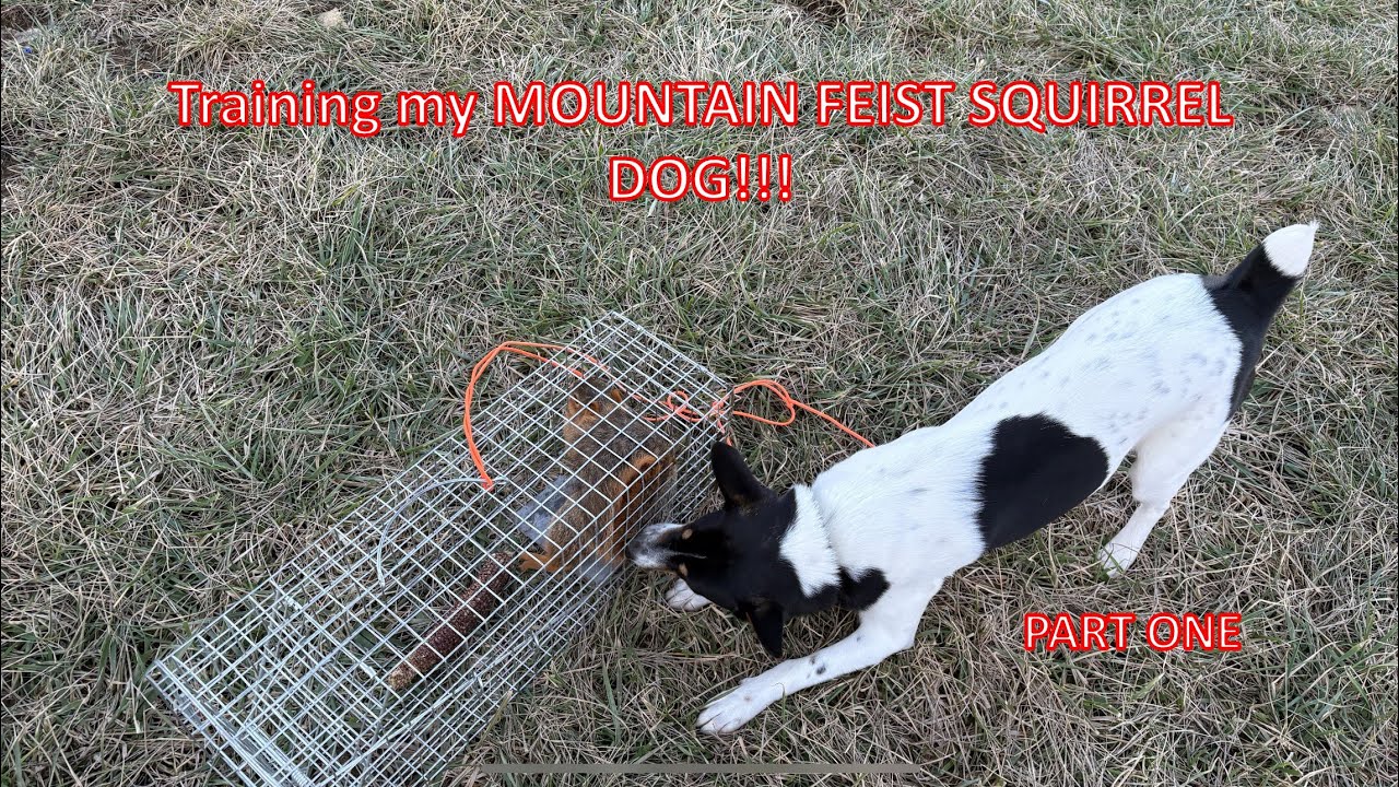 Training My MOUNTAIN FEST - SQUIRREL DOG - Part One