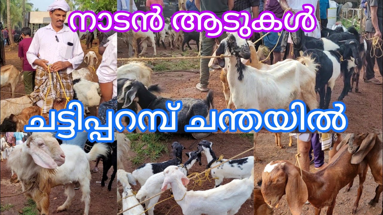 നാടൻ, മലബാറി ആടുകൾ  ചട്ടിപ്പറമ്പ് ചന്തയിൽ #goatfarming #chattipparambChantha #malappuram