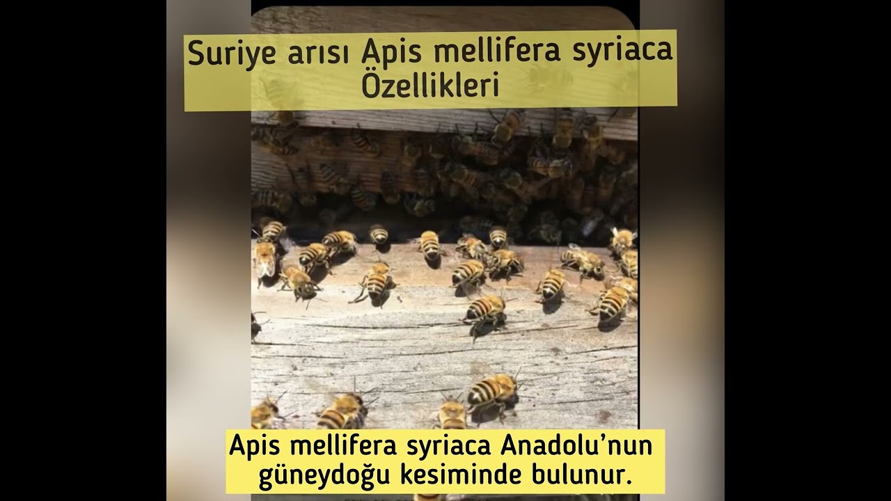 ARI IRKLARI – SURİYE ARISI