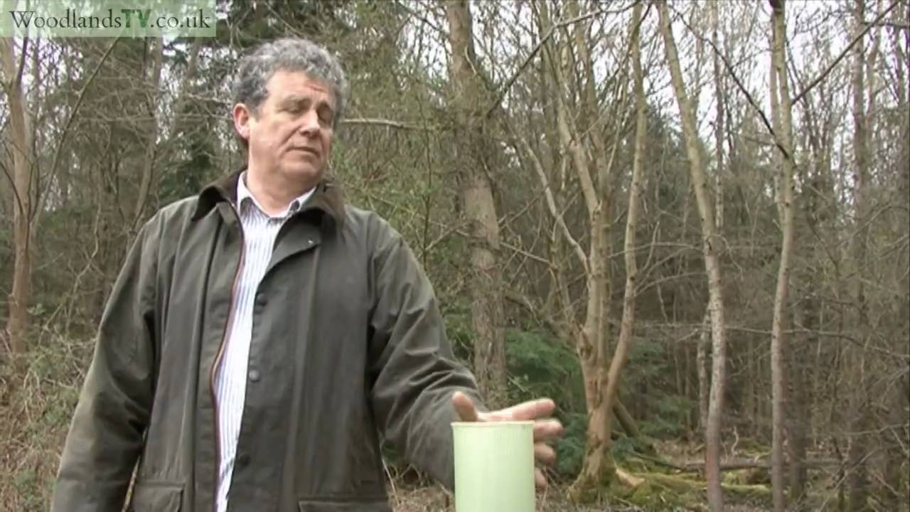 Planting A Woodland Tree: Part Two