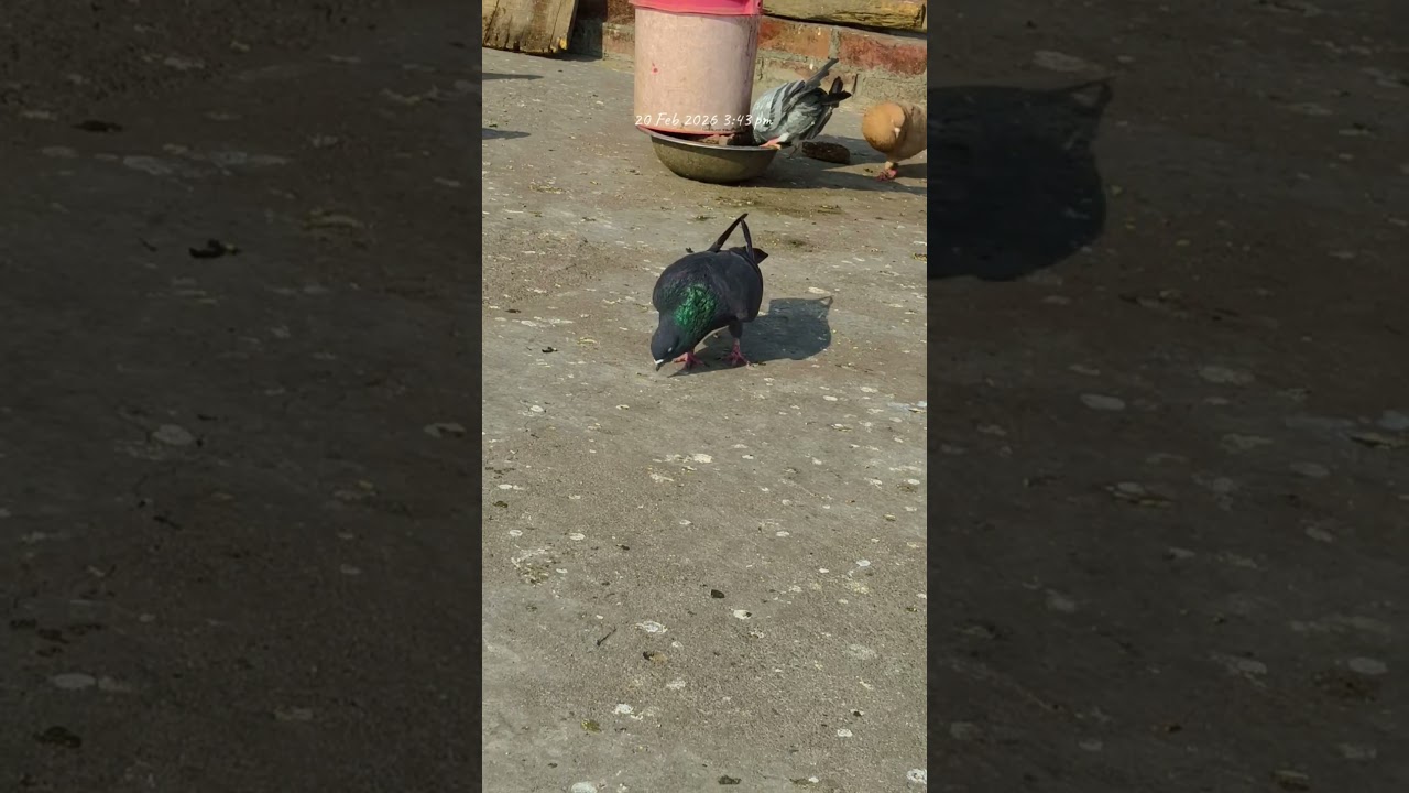 KABUTER LOVER ❤️&zwj;🩹🕊️#populerpigeon #kabuterstatus #pigeonlaver #pigeon #kabutar #viralreels #shorts