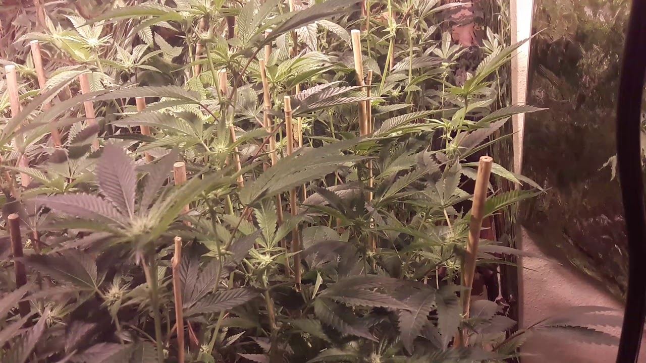 SFV OG WEEK 3