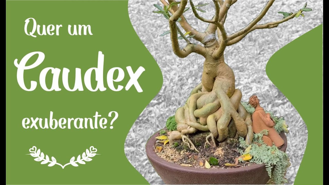 Quer um caudex exuberante?