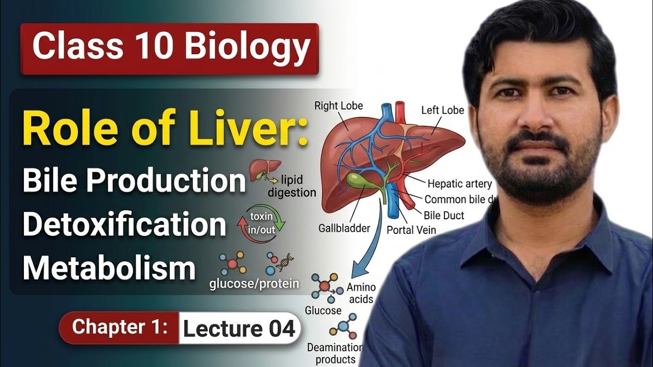 Role of Liver | Human digestive system class 10 | Irtisam's biology 