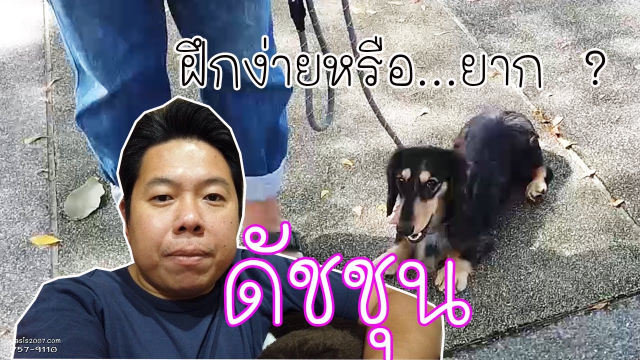 ดัชชุนดื้อแต่ไม่ยาก
