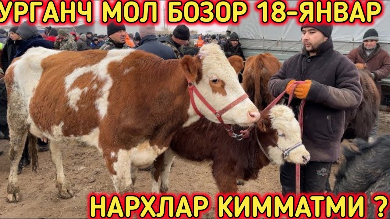 УРГАНЧ ГОЙВУ МОЛ БОЗОРИ 18-ЯНВАР ОНА БОЛА БУГОЗ КИСИР СИГИР НАРХЛАРИ!!!КОБУЛОВ