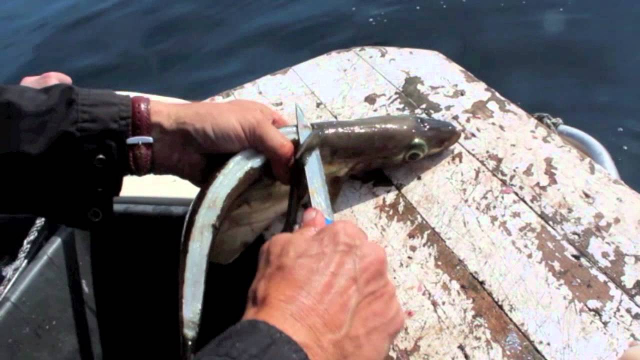 Hvordan man skal lage en benfri fiskefilet?