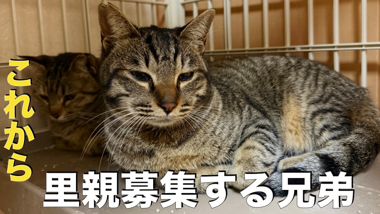 【保護猫】これから里親探しするキジ兄弟 。初めての試みなのでドキドキですがよろしくお願いします。