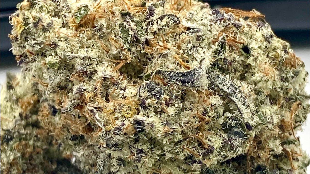 Violet Fog (Khalifa Mints x Grape Gasoline) from Rancho Relaxo Colorado cannabis