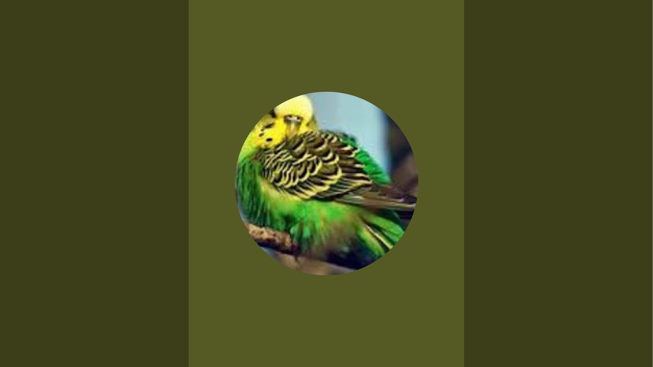 BudgieGal07 is live