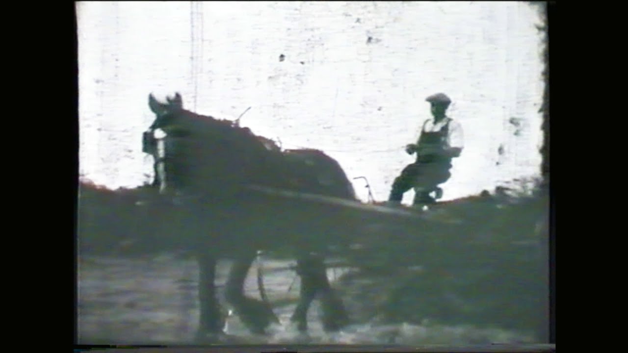 Traine Farm in the 1950s