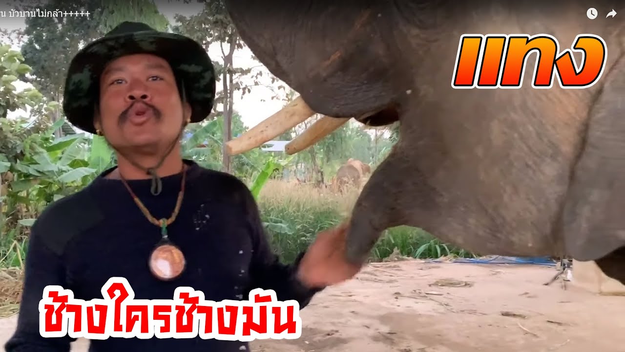 พี่เล็กจับบัวบาน บัวบานไม่กล้า+++++