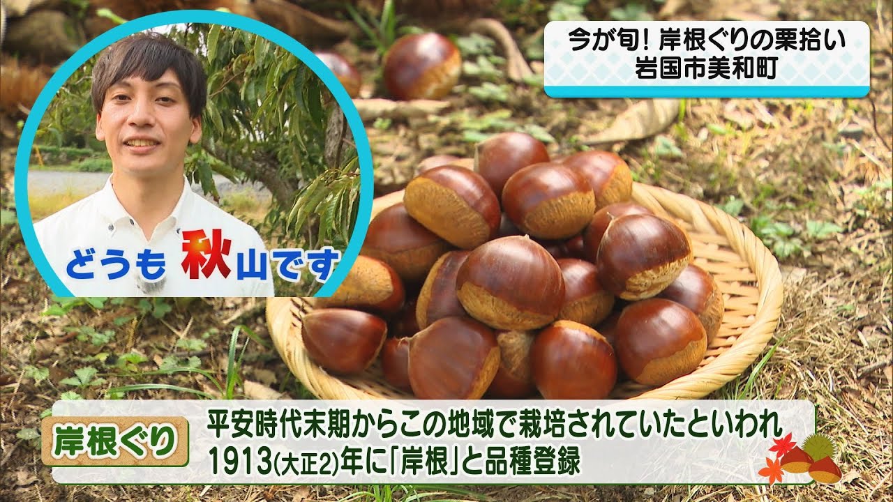 『岸根ぐり』秋の味覚！岩国特産を楽しむ栗拾いと絶品スイーツ／秋山幸輝 気象予報士リポート