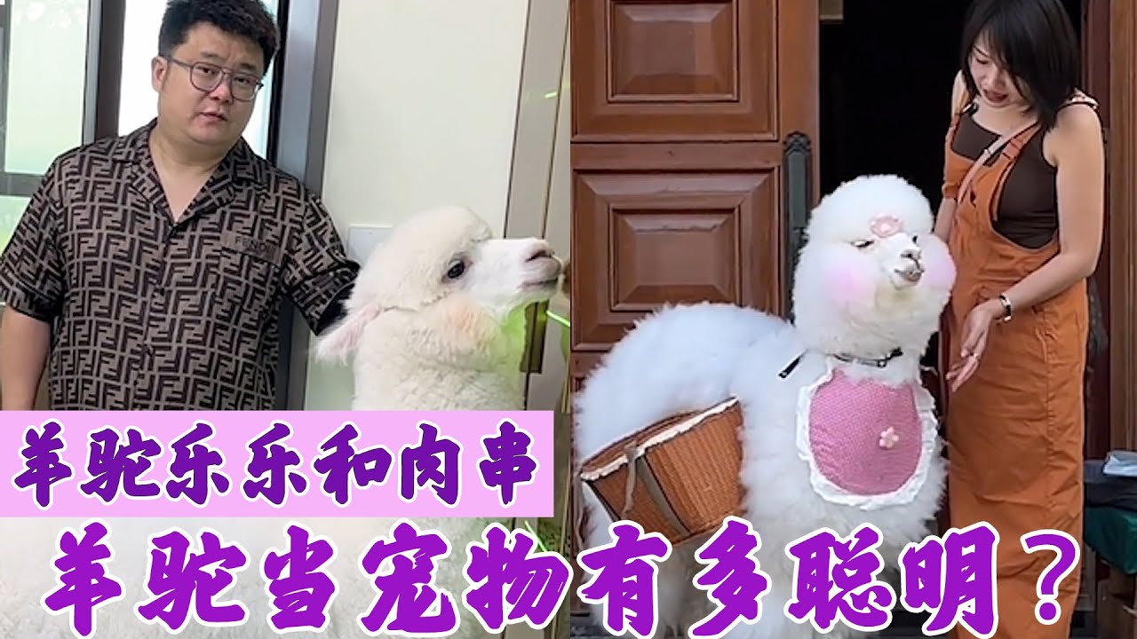 羊驼乐乐和肉串：全网最通人性的羊驼，谁的魅力更受大伙喜欢！