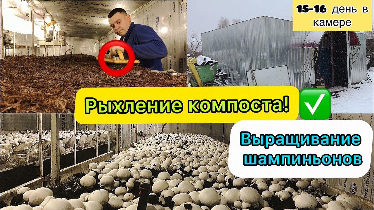 Компост фаза 2| вскрытие брикетов |Рыхления компоста| Ждём шампиньоны. Бизнес дома!