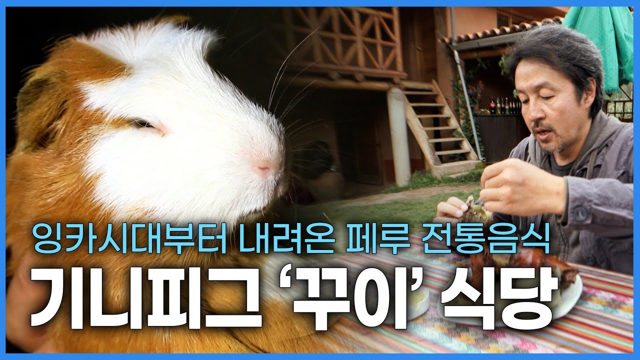 페루의 이색음식특집 시장에서 먹는 알파카 머리고기와 기니피그 요리 &lsquo;꾸이&rsquo;를 전문 식당에서 먹어보자! 특히 &lsquo;꾸이&rsquo;는 먹기 전 만난 기니피그에게 미안해지는..😭