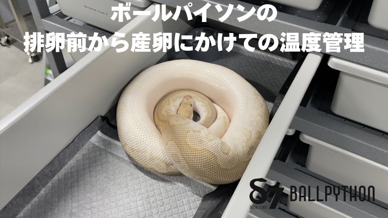ボールパイソンの排卵前から産卵までの温度管理