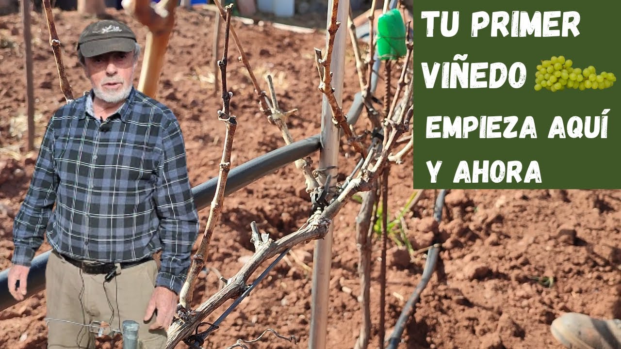Cómo hacer un VIÑEDO en bancales | Consejos y trucos