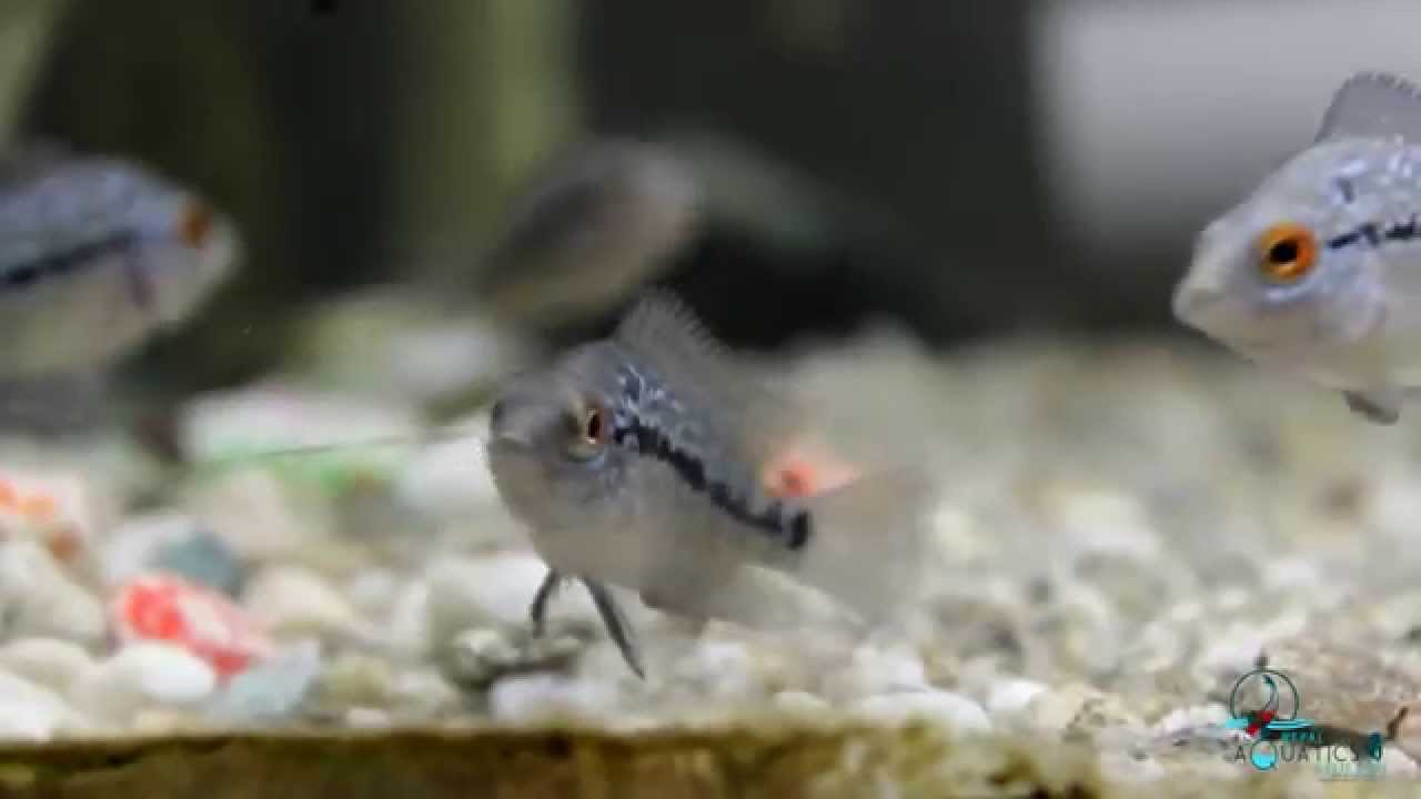 Flowerhorn Fries